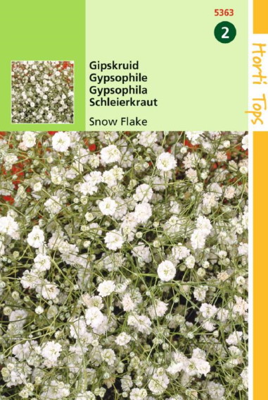 Pluimgipskruid Snow Flake (Gypsophila paniculata) 300 zaden HT